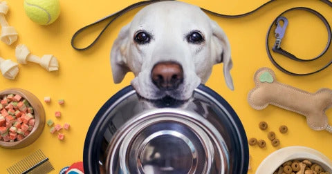 Essential Pet Supplies Every Pet Owner Should Have
